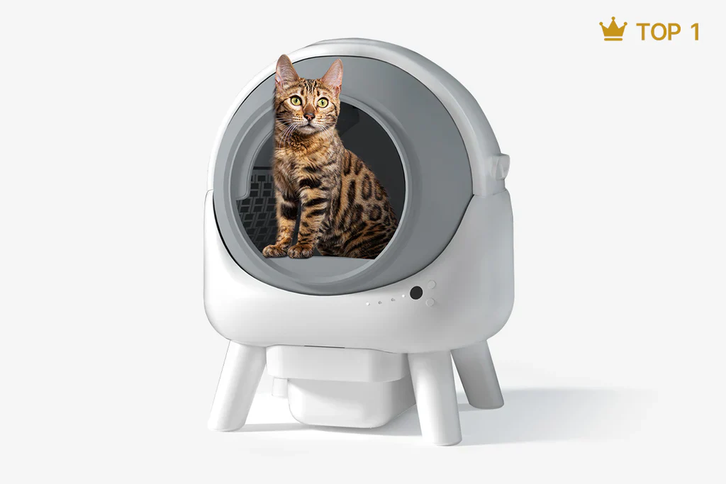 Smart Care for Happy Cats